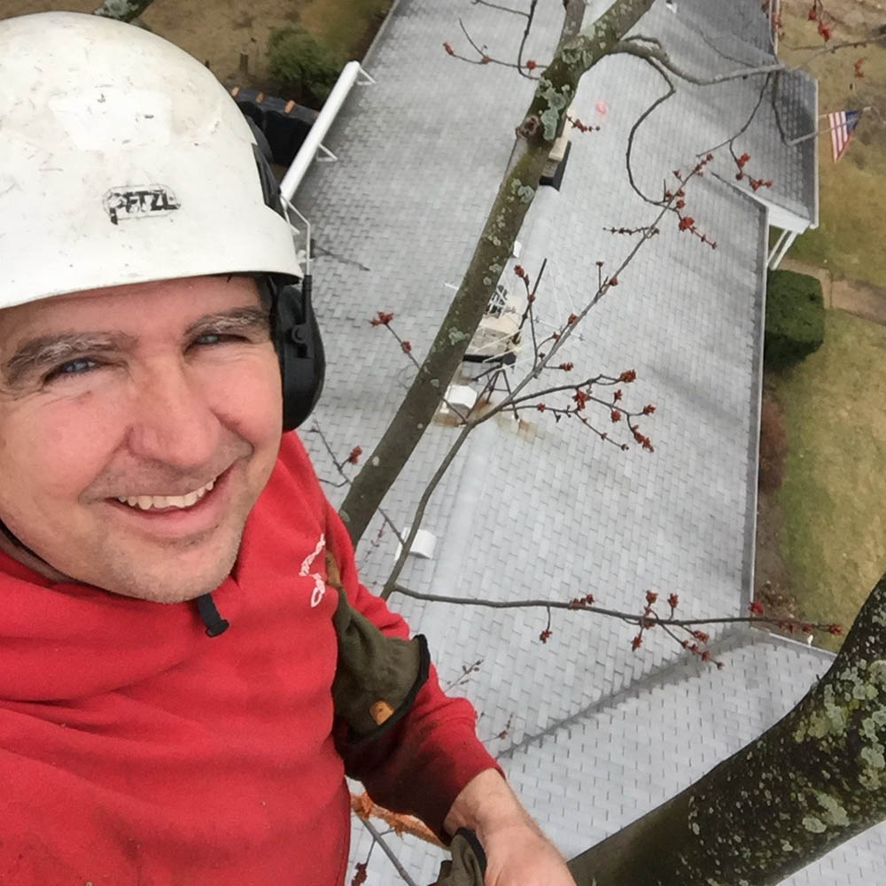 Safe Tree – Michigan Tree Removal, Tree Trimming, Stump Grinding