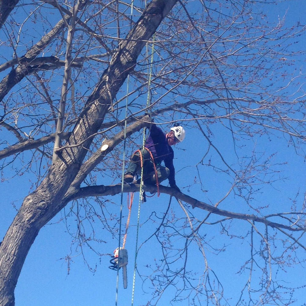 Michigan Tree Trimming